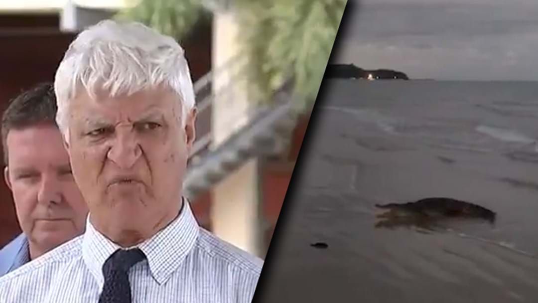 Article heading image for Bob Katter Calls For Action After A Crocodile Was Spotted On North Queensland Beach
