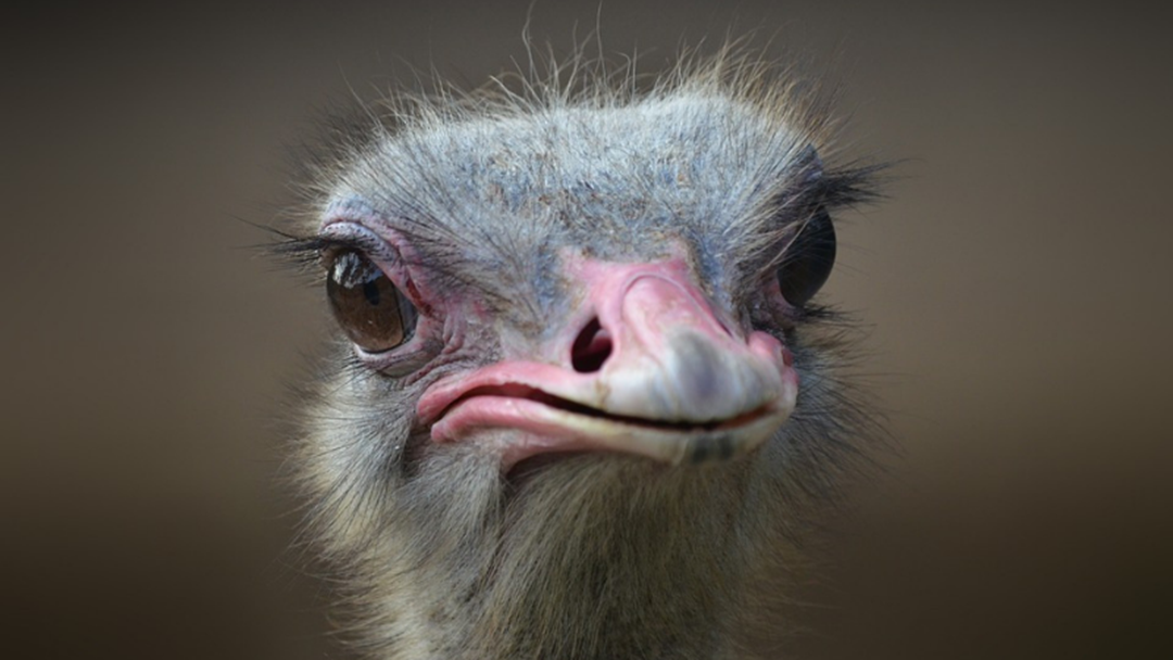 Article heading image for Why Are There Ostriches At The 'Deer & Emu Farm' In Eurobin?