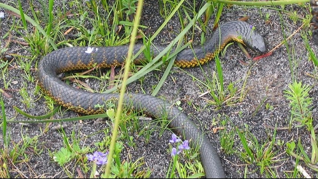 Article heading image for The Simple Move that could SAVE YOUR LIFE after a Snake Bite!