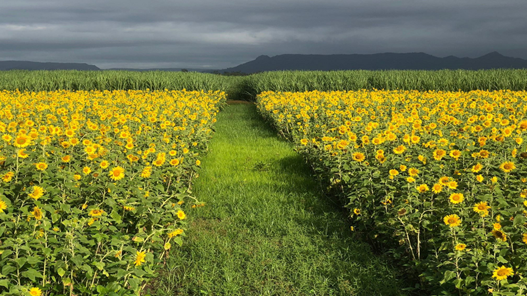 Article heading image for How The Ingham Floods Impacted That Sunflower Paddock