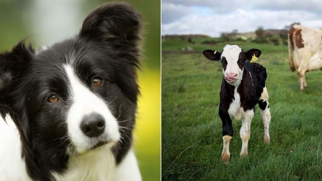 Article heading image for A Man In Victoria Tried To Buy A Border Collie & Accidentally Ended Up With A Cow Named Border Collie