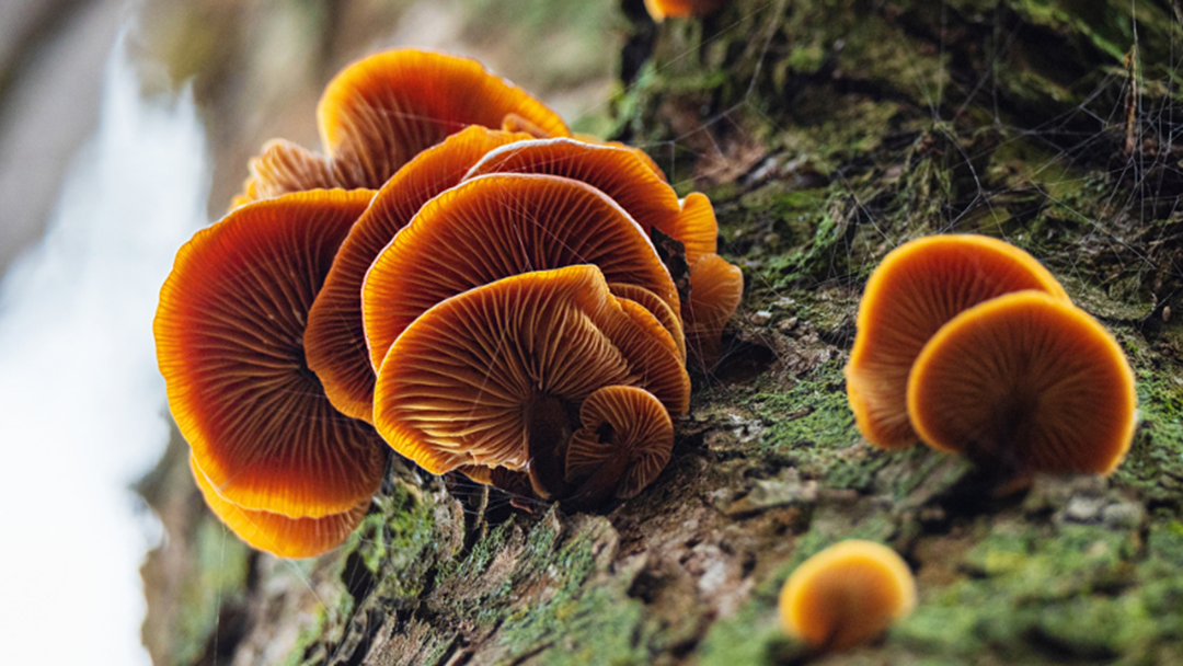 Article heading image for Fungi Frenzy: Uncovering The Unusual And Intriguing World Of Fungi