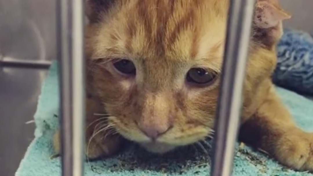 Article heading image for "Saddest Cat In The World" Gets Last Minute Rescue And Immediately Transforms