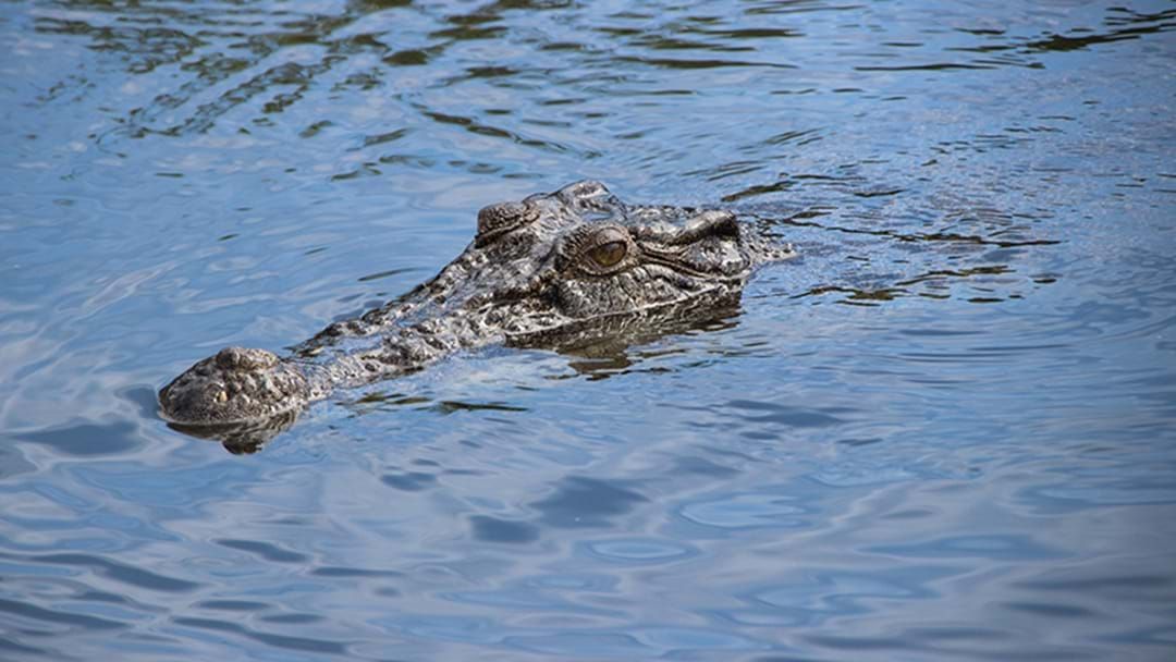Article heading image for Mystery Crocodile Reported Off Brisbane Yet To Be Located