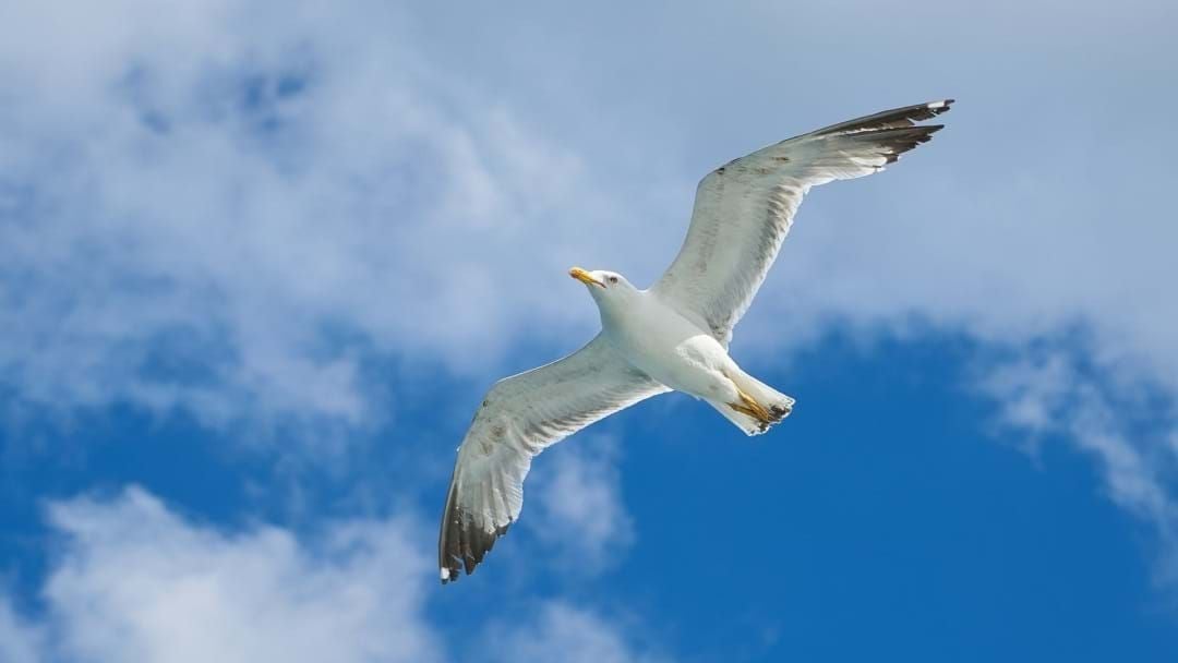 Article heading image for This Is What You Don't Want To Share With A Strand Seagull 