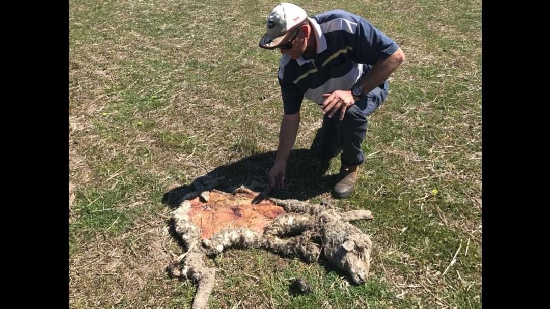 Article heading image for Gnowangerup farmers lambs shot and butchered