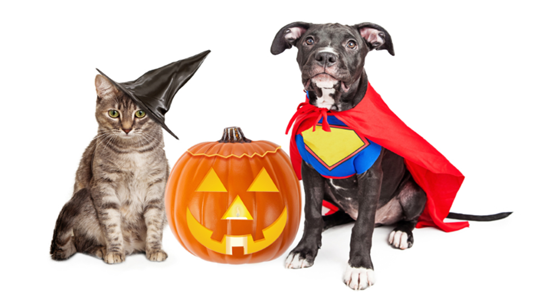 Article heading image for Townsville City Council Putting On 'Howl-o-ween' Adoption Special 