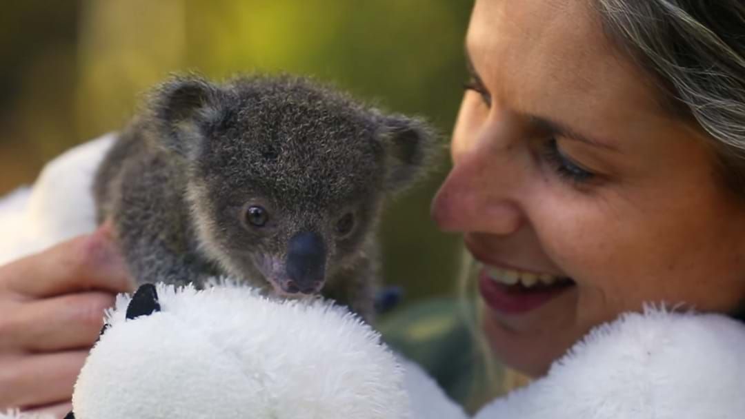 Article heading image for Australian Reptile Park Welcomes NINE New Koala Joeys