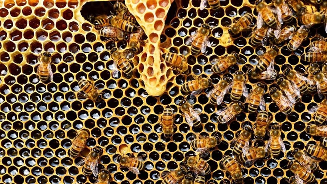Article heading image for Bee Vigilant Against American Foul Brood