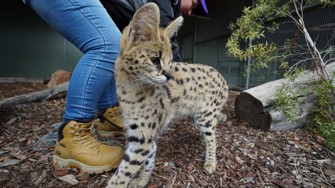 Article heading image for Three Servals Set Up Camp At Altina!