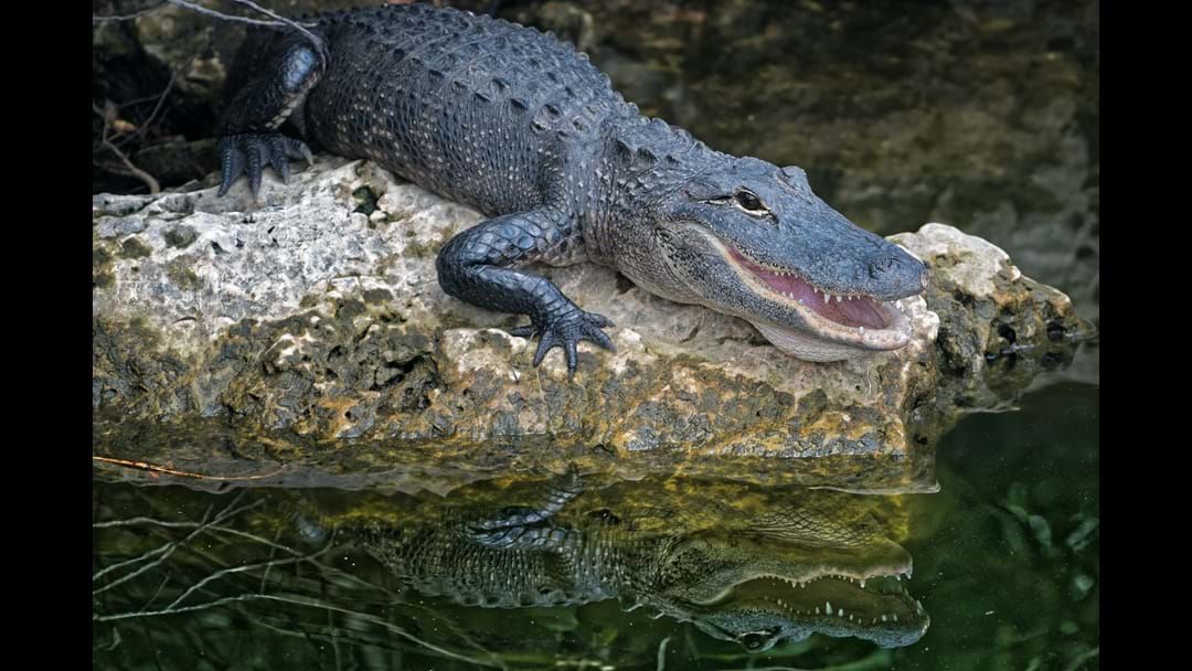 Article heading image for AN ALLIGATOR WAS ON THE LOOSE IN THE CENTRAL COAST! Meet The Man Who Captured It
