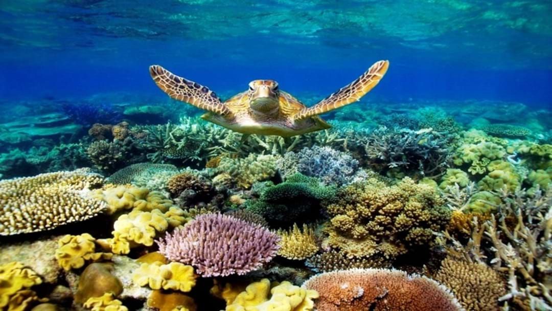 Article heading image for Morrison Pledges $1B In Funding To Save Great Barrier Reef