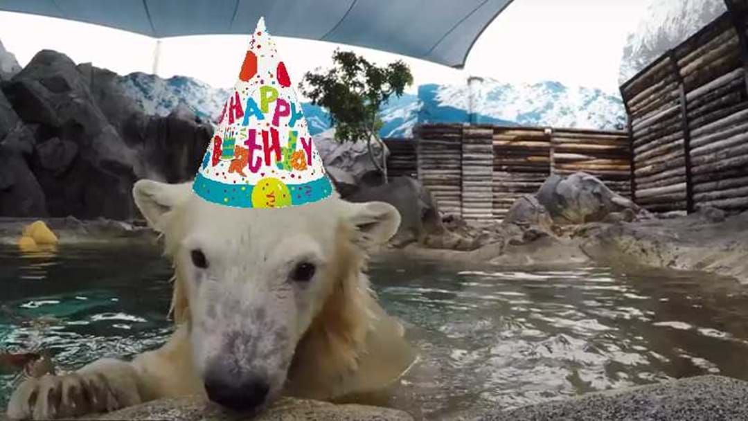 Article heading image for Sea World's Polar Bear Cub Turns One!