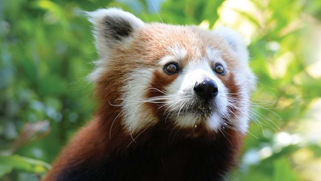 Article heading image for Red Panda Found Following Escape From Adelaide Zoo