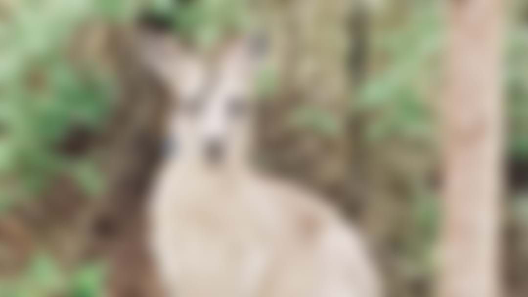 Article heading image for GRAPHIC WARNING: Kangaroo Attacked At Morisset Hospital