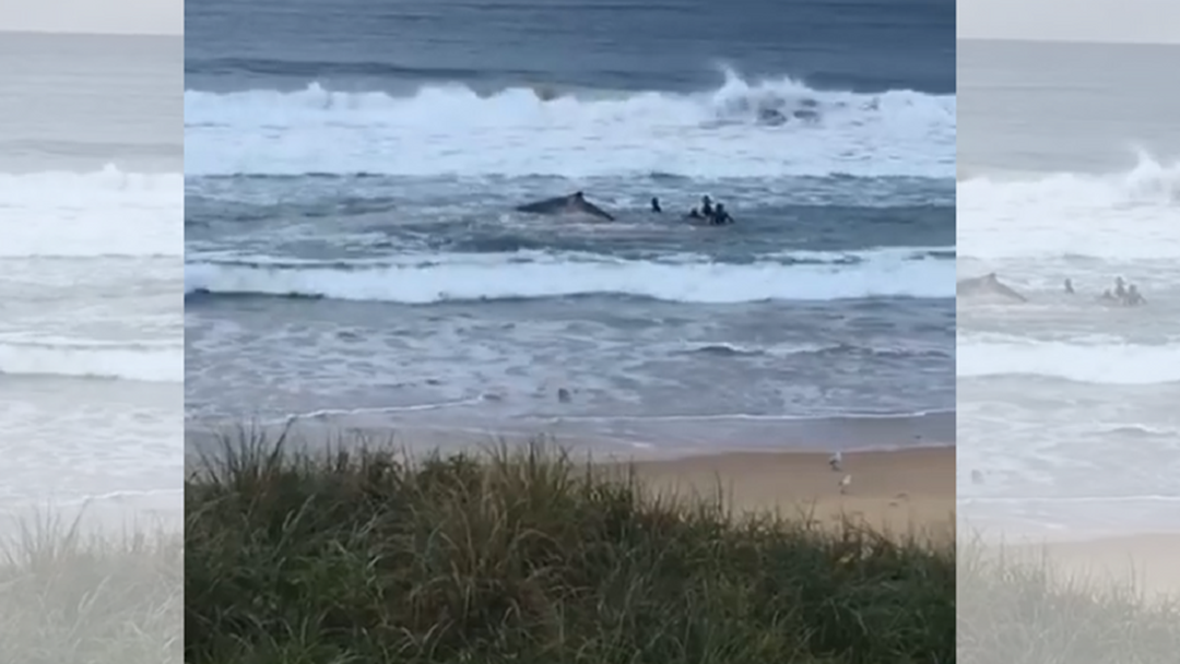 Article heading image for BREAKING NEWS: Whale Beached at Sawtell