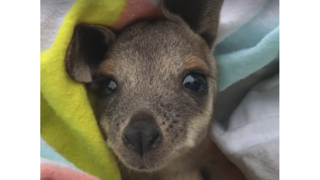 Article heading image for Reptile Park takes orphaned joey under wing