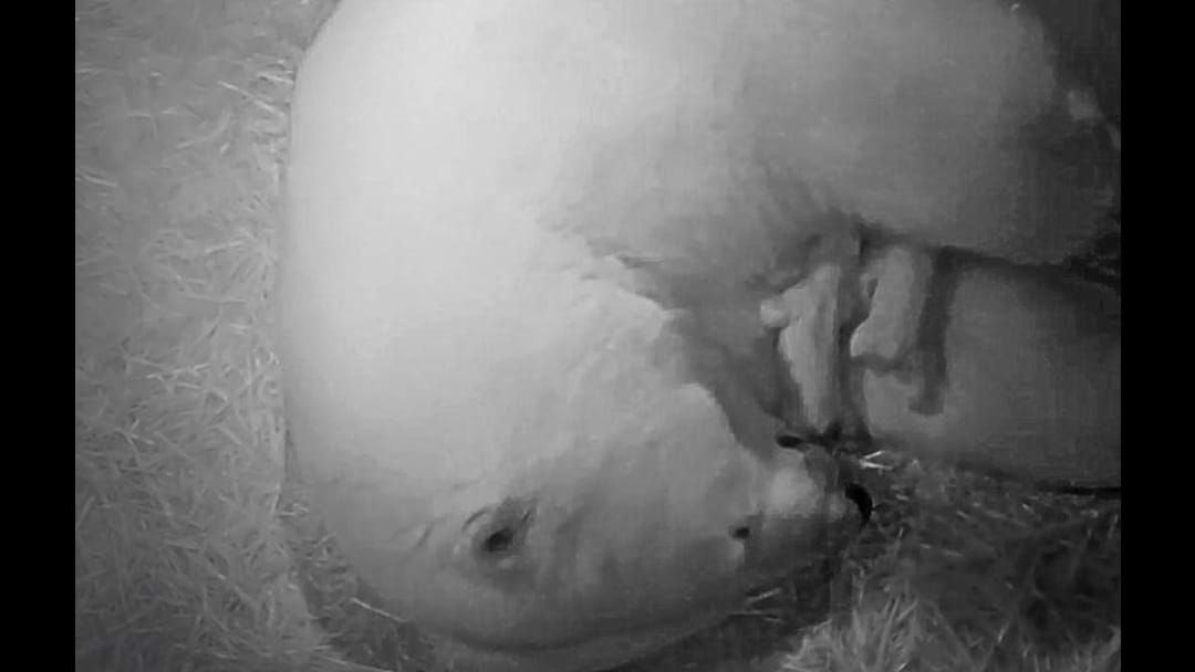 Article heading image for Twin Polar Bear Cubs Born At Sea World