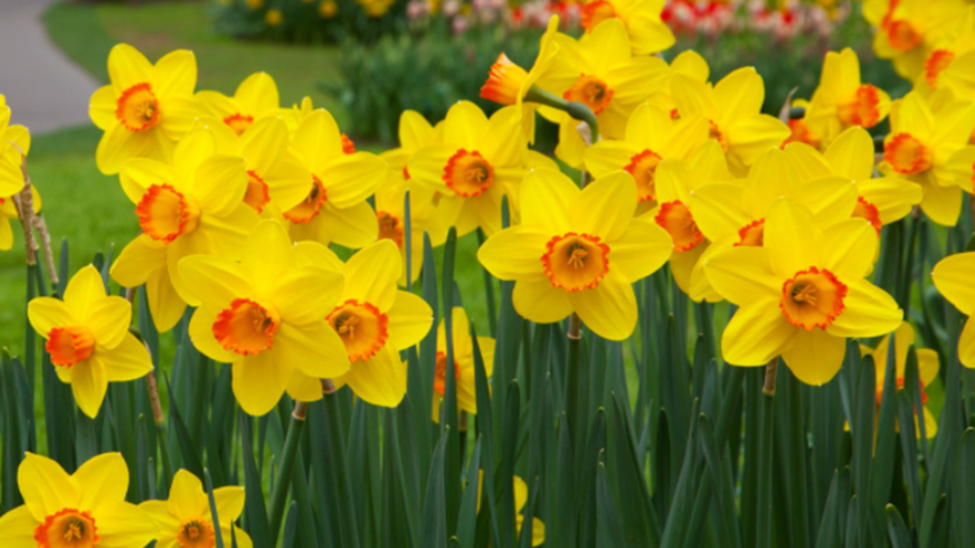 Article heading image for Daffodil Day