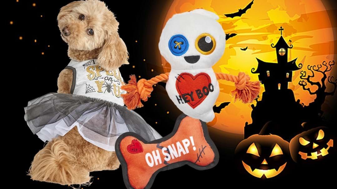 Article heading image for Petbarn's Halloween Costumes Will Make Your Furry Best Friend A Very Good Boy