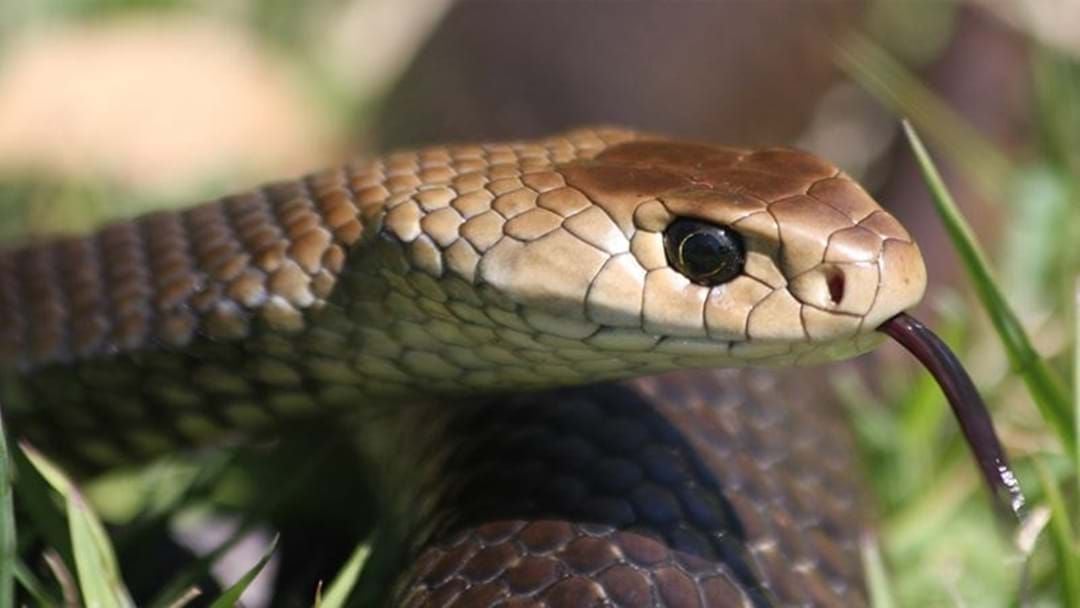 Article heading image for Sydney Residents Warned About Increased Snake Risk