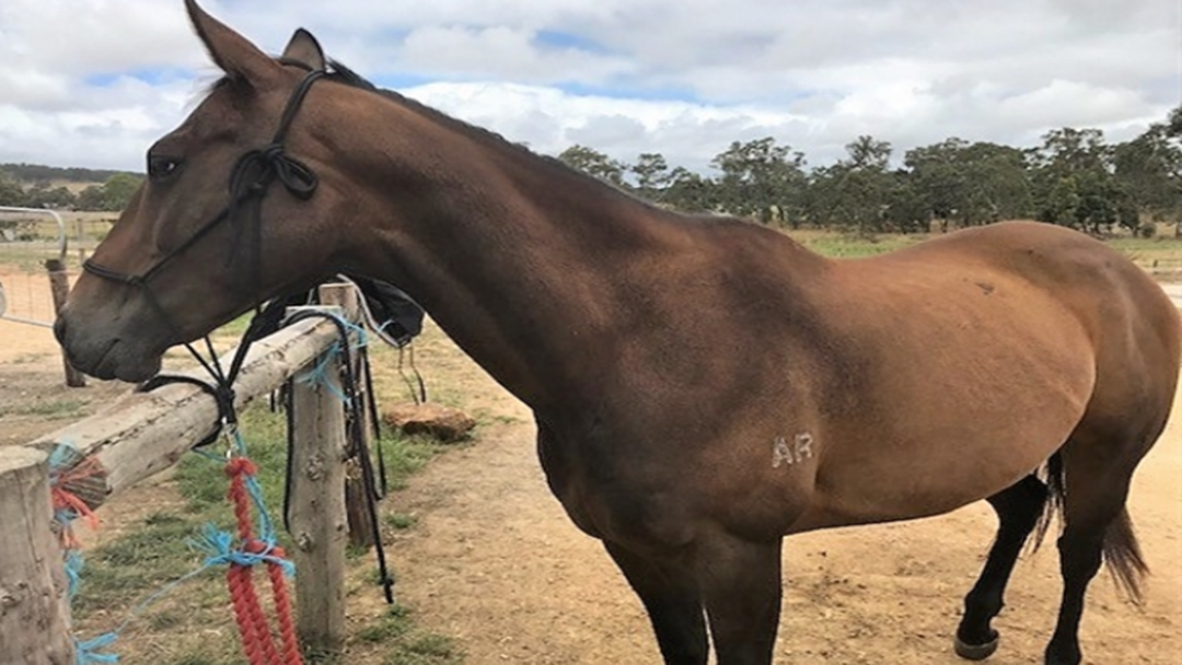 Article heading image for The RSPCA Has This Gorgeous Horse "Lucy" To Re-Home