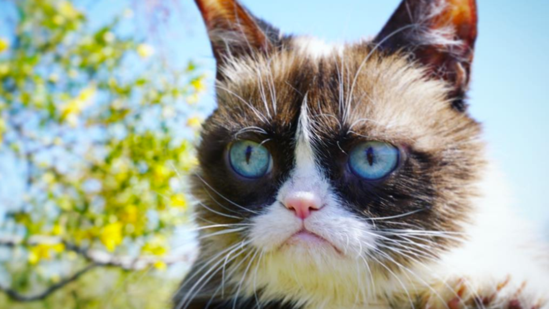 what breed is grumpy cat