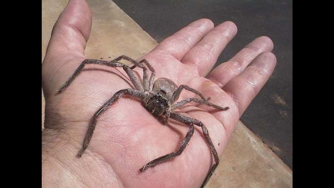 Article heading image for 50 New Species Of Spiders Found In North QLD
