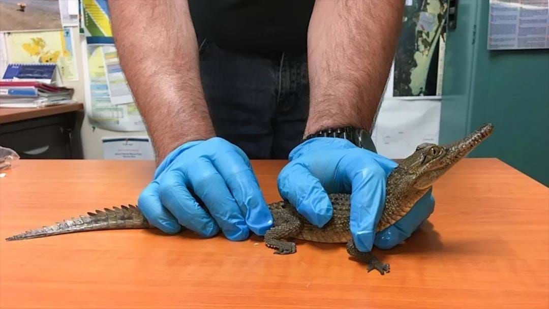 Article heading image for Stolen Baby Croc Handed In After Long Road Trip