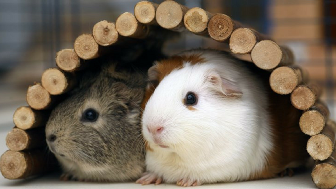 Article heading image for It's here! An adorable guinea pig festival hits Nerang this weekend