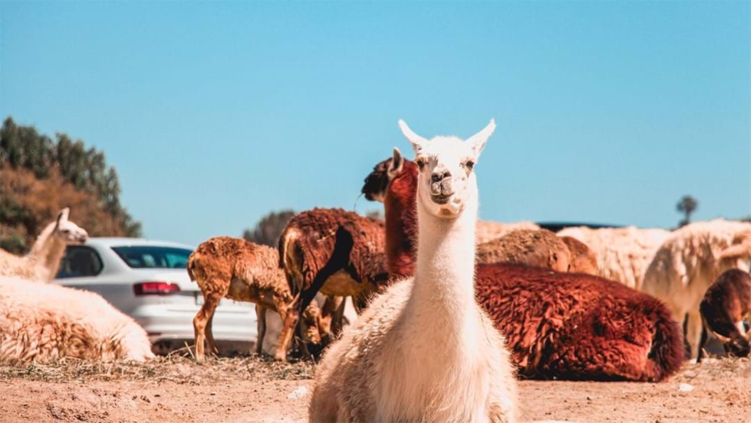 Article heading image for Hang Out With Alpacas At These Airbnbs For Animal Lovers