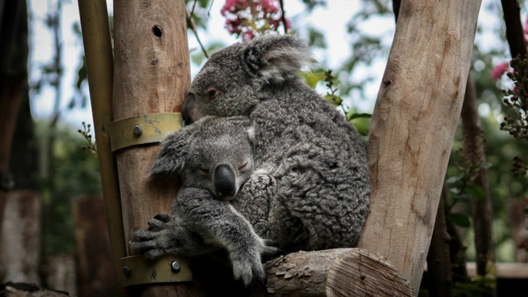 Article heading image for Port Macquarie Koala Hospital Releases Radio Collared Koalas