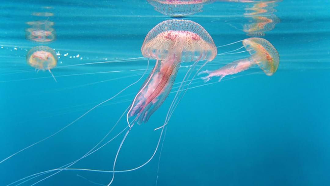 Article heading image for Jellyfish, Something To Miss