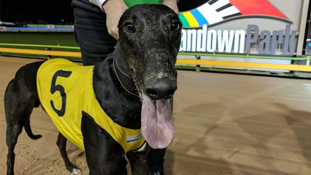 Article heading image for 'Billy's Bake' Is Absolutely Dominating The Greyhound Circuit