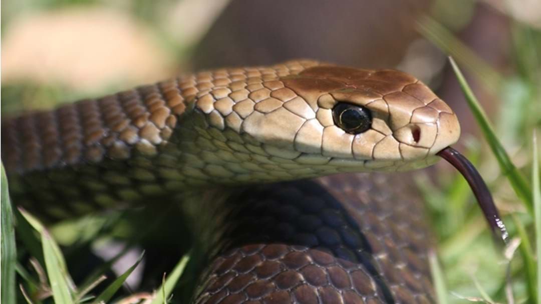 Article heading image for Toowoomba Snake Catcher is Urging Locals: "Don't Be A Hero"