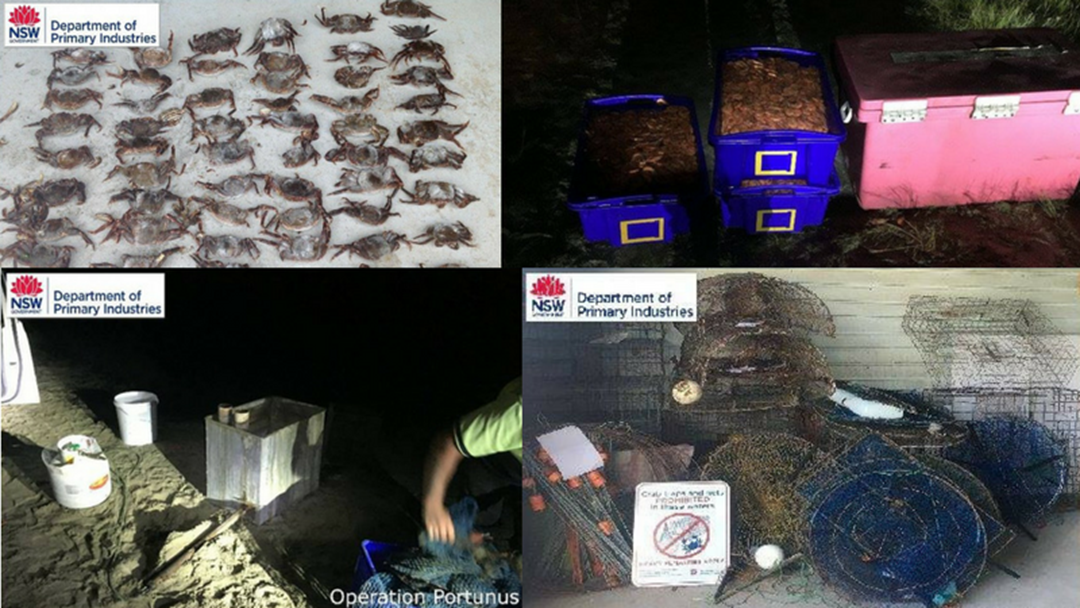 Article heading image for DPI Operation Seizes Illegal Prawns, Crabs and Fishing Gear