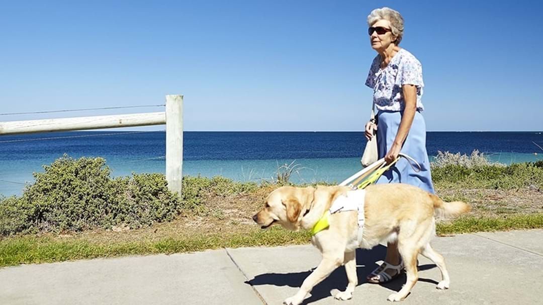 Article heading image for McGowan Government Commits To Major Funding for Guide Dogs WA