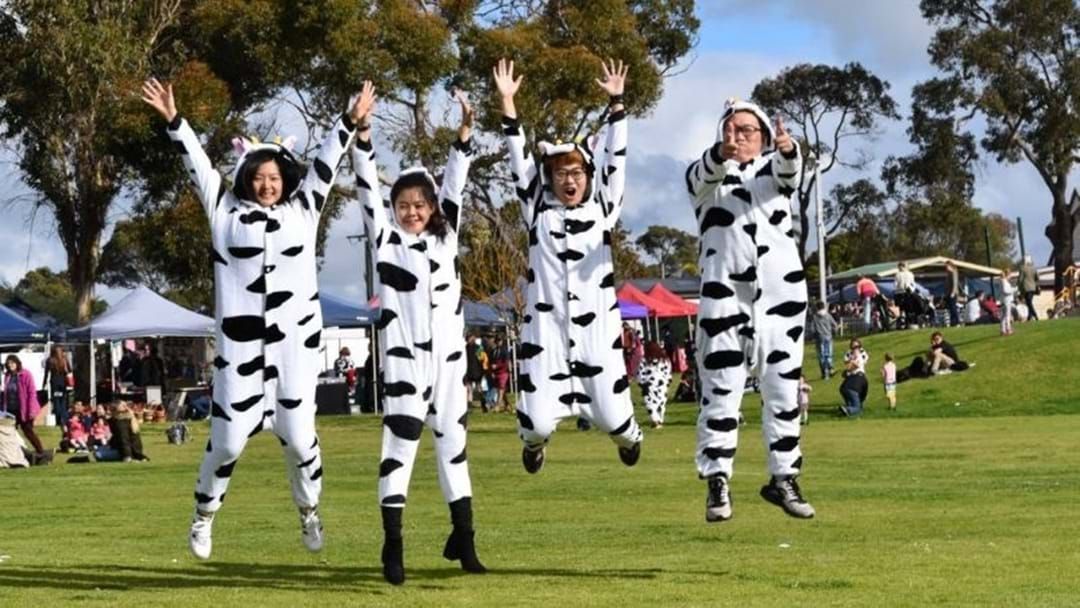 Article heading image for The Annual Deja Moo Country Festival Is Back!