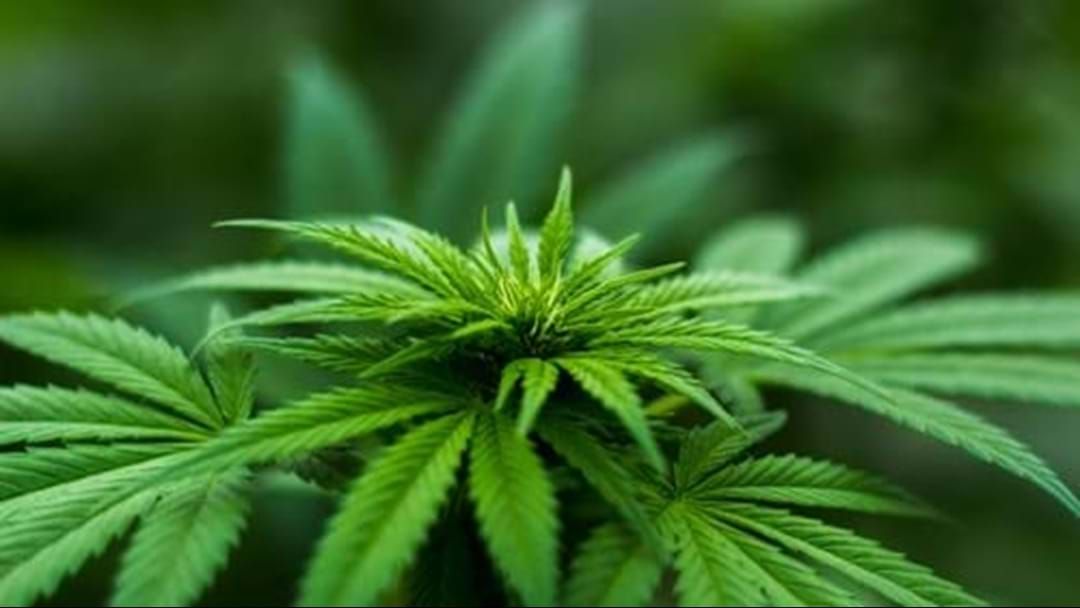 Article heading image for $3 million worth of marijuana seized in Mangrove Mountain  