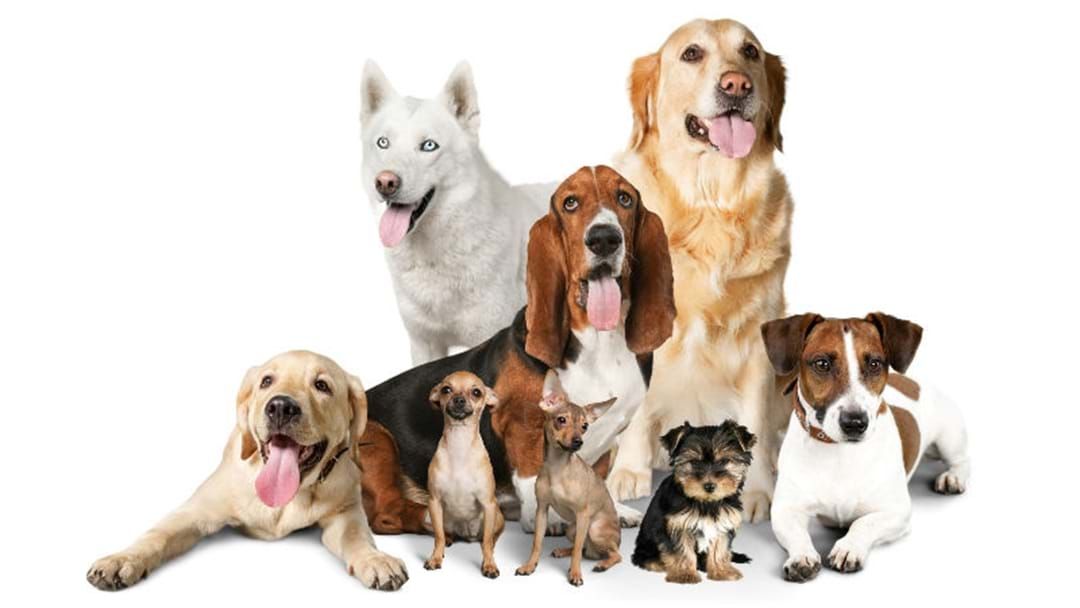Article heading image for WHAT’S THE MOST POPULAR DOG BREED IN CANBERRA?