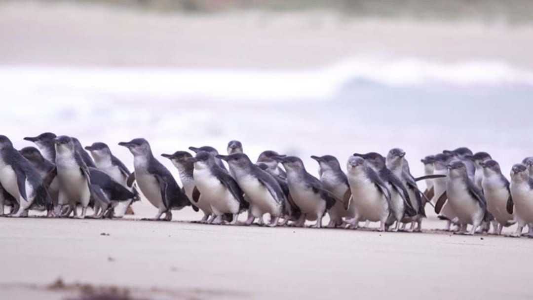 Article heading image for How To Watch Phillip Island’s Adorable Penguin Parade Live Stream Tonight 