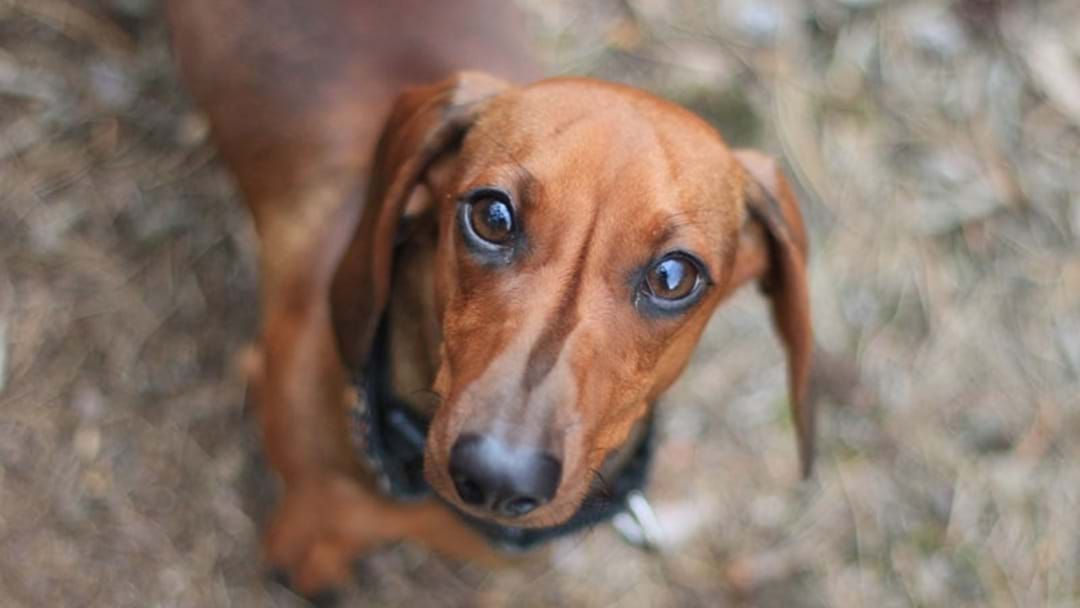 Article heading image for Woman Mauled To Death By Group Of Seven Sausage Dogs
