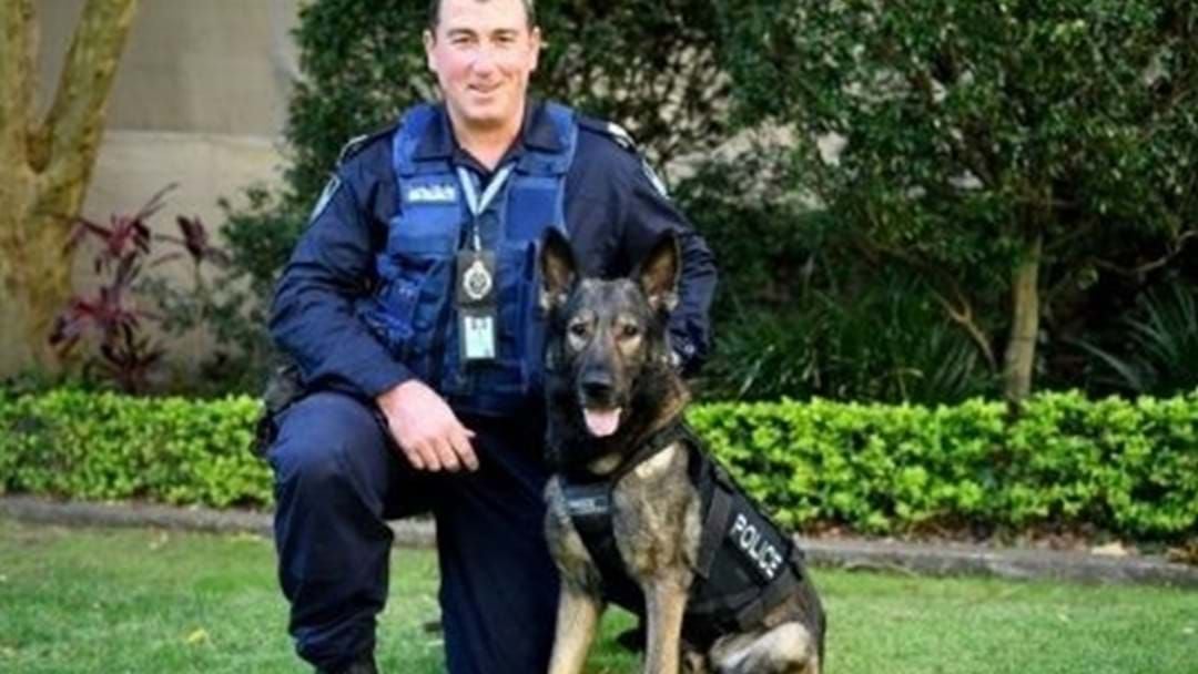 Article heading image for Police Dog Kaleb Dies While On Duty
