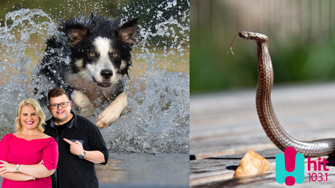 Article heading image for DOGS vs SNAKES- When Has Your Doggo Taken On A Snake?