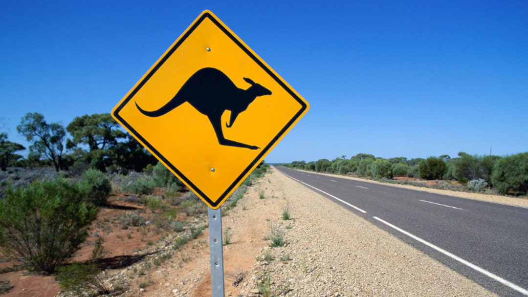 Article heading image for How To Stay Aware Of Animals On The Road Through Drought Conditions 