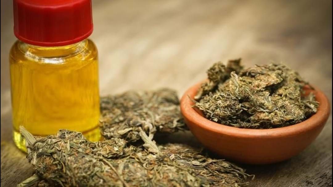 Article heading image for Medicinal Marijuana 'Hotline' Could Help GPs Weed Out Demand For Prescriptions