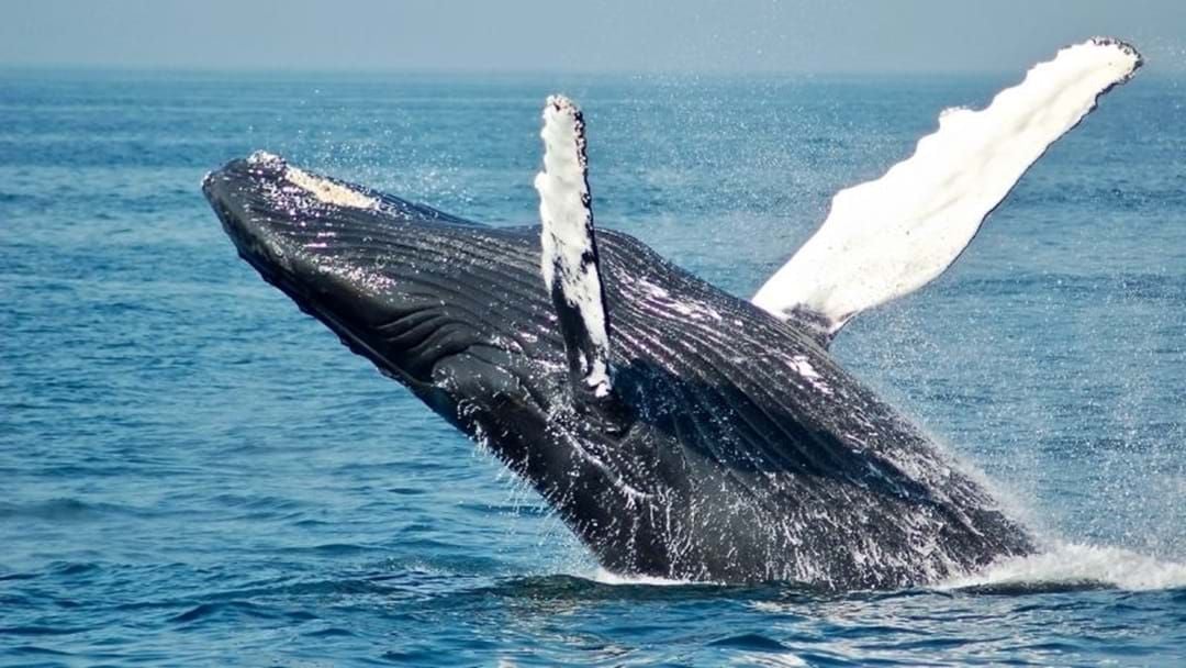 Article heading image for Tasmanians Reminded To Keep Distance As Whales Migrate North