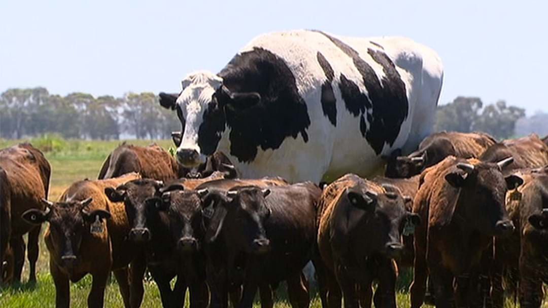 Article heading image for Holy Cow: This Aussie Cow Is As TALL As Michael Jordan, So Run Away, Run Away!