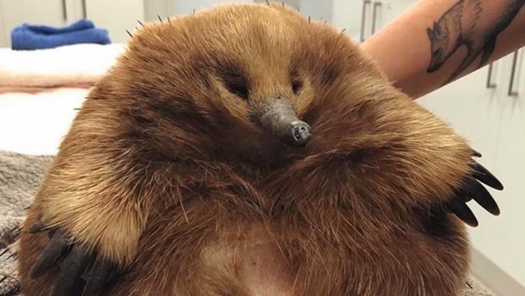Article heading image for IMPORTANT: We Get An Update On That Beautifully Chubby Echidna 