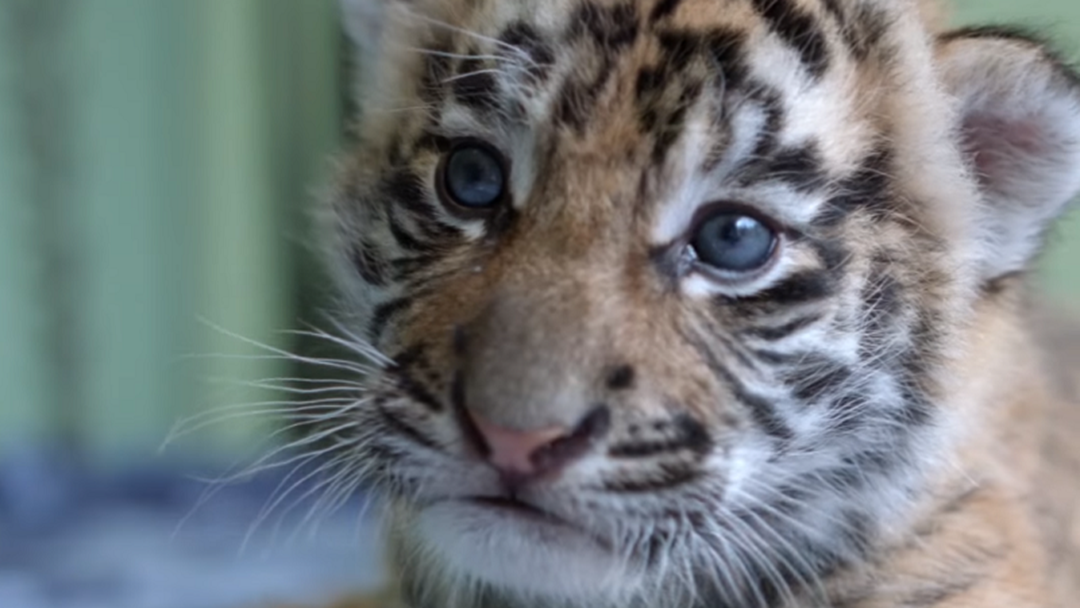 Article heading image for Dreamworld Reveals Name Of Four-Week-Old Tiger Cub